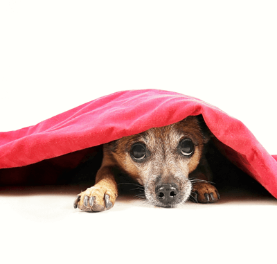 dog laying under cover