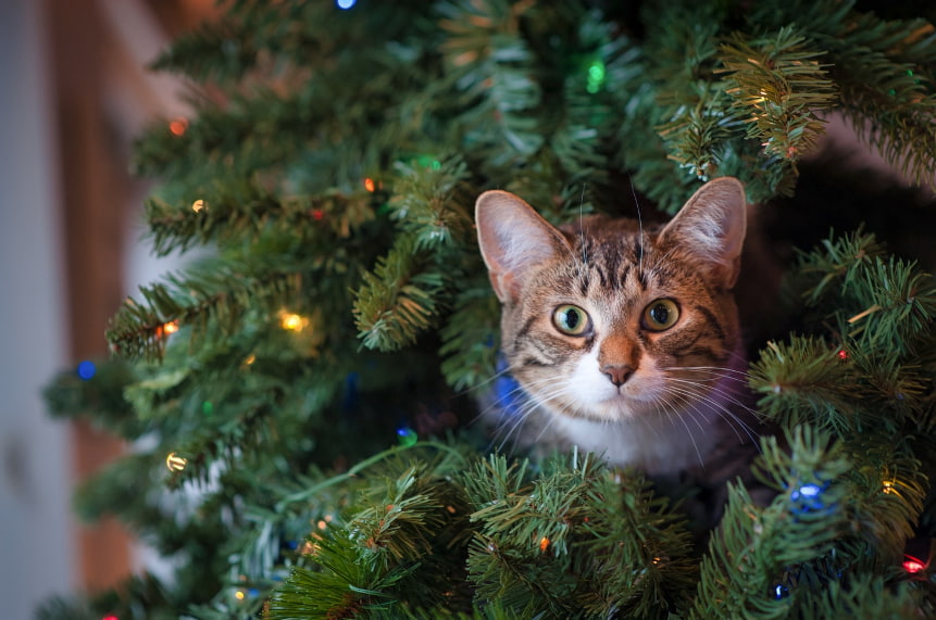 Keep Your Pet in the Holiday Spirit and Out of the Hospital
