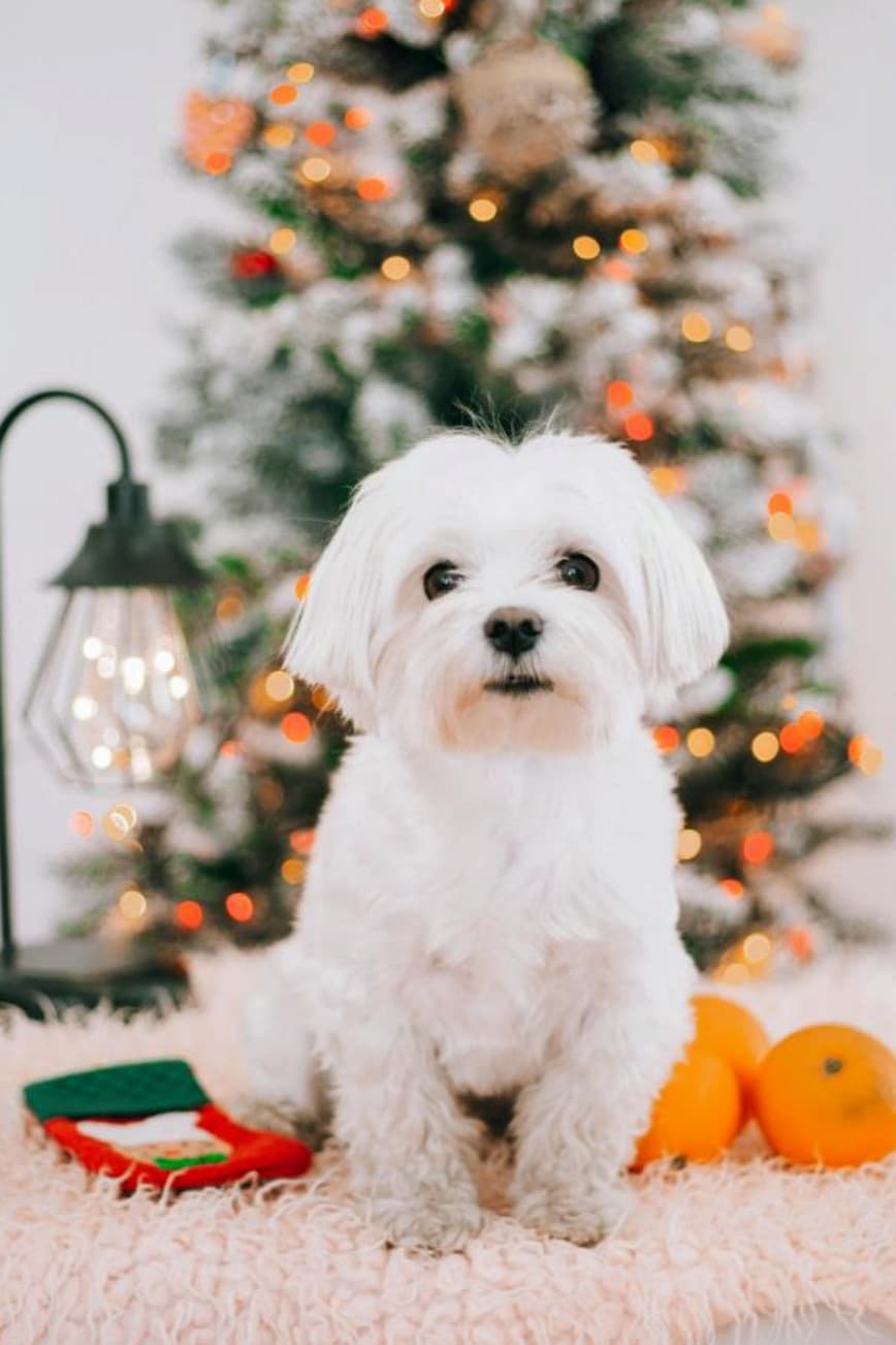 Winter Grooming Essentials: Keep Your Dog or Cat Cozy and Comfortable All Season