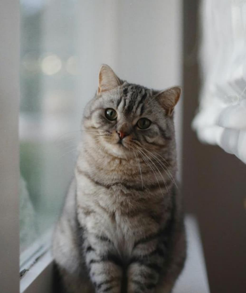 Spring Cleaning for Pet Owners: A Fresh Start for You & Your Pet